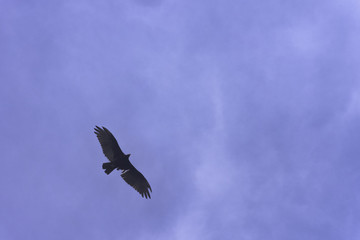Flying Turkey Vulture (cathartes aura), also known as the Turkey Buzzard, John Crow or Carrion Crow - Peninsula de Zapata National Park / Zapata Swamp, Cuba
