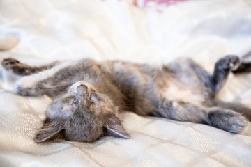 Obraz premium Little funny kitten at home.