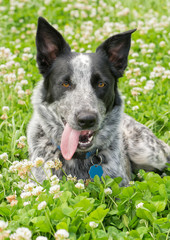 Naklejka na ściany i meble Black and white Texas Heeler dog lying in a sunny patch of clover