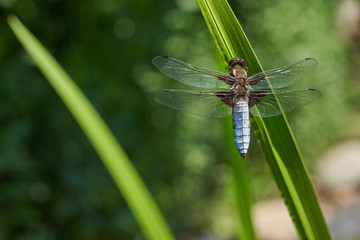 Libellula depressa (broad-bodied chaser)