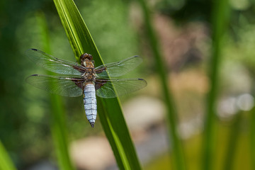 Libellula depressa (broad-bodied chaser)