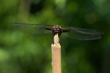 Libellula depressa (broad-bodied chaser)