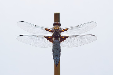 Libellula depressa (broad-bodied chaser)