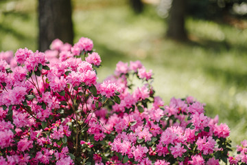 beautiful flowers in a green park