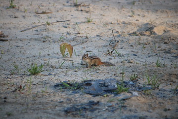 oiseaux ecureuils nature