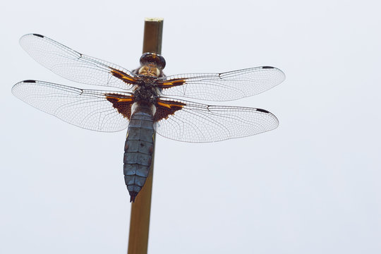 Libellula depressa (broad-bodied chaser)