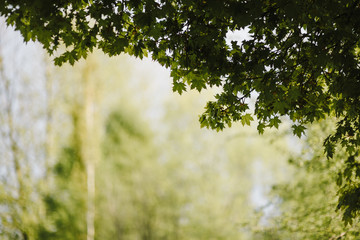 Fototapeta premium crown of the tree. Forest, food branch and green foliage. Outdoor nature park landscape background.