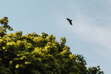 Common Raven Flying in a Blue Sky