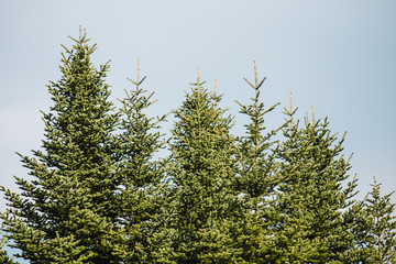 crown of the tree. Forest, food branch and green foliage. Outdoor nature park landscape background.
