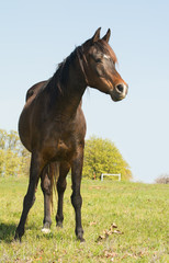 dark bay Arabian horse looking to the right of the viewer, on a grassy spring field