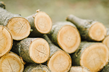 A pile of cut tree trunks giving a nice view of the concentric year rings.Pile of wood logs storage