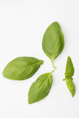 fresh basil isolated in white background