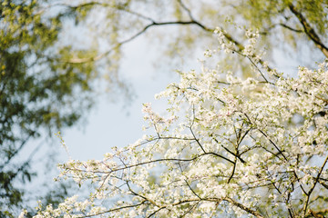 Spring color background. Beautiful nature scene with a flowering tree. Sunny day. Spring flowers. Beautiful garden. Abstract blurred background