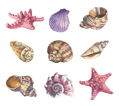 Watercolor sea shell set