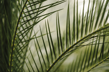 tropical jungle palm foliage