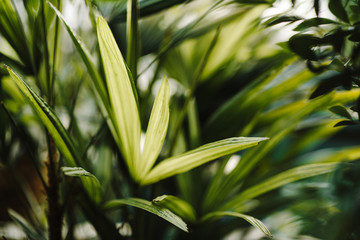 Fototapeta na wymiar tropical jungle palm foliage