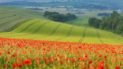 Poppy  field in Sussex - obrazy, fototapety, plakaty
