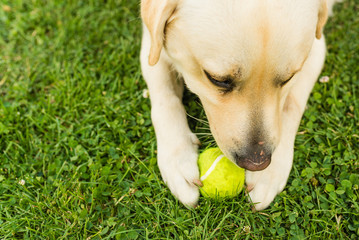 Close up of a cute yellow labrador puppy playing with a green tennis ball in the grass outdoors....