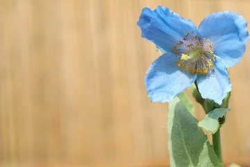 Poster de jardin Coquelicots Himalayan blue poppy