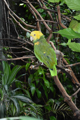 Yellow headed amazon parrot