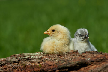 Chickens in spring outdoors