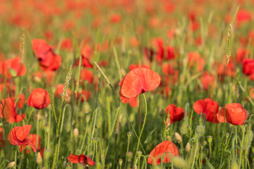 Poppies in Sussex