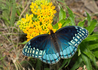 Dorsal view of a beautiful blue female Diana Fritillary, Speyeria diana, feeding on yellow...