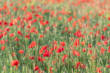 Fototapeta na wymiar Poppies in field