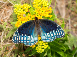 Top view of a fabulous blue female Diana Fritillary butterfly, a very rare species from southern states
