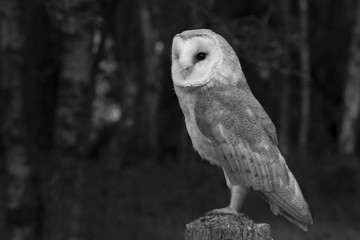 Black and white barn owl