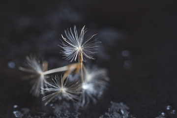 Dandelion seed macro photography