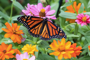 Monarch Butterfly on Yellow and Orange Zinnias
