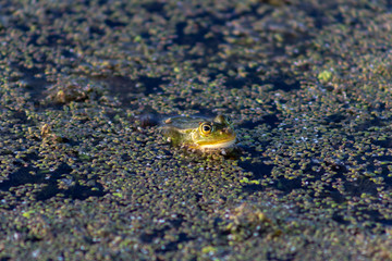 A green frog floating in a water reservoir amidst water eyelashes