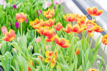 field of blooming colorful tulips, spring flowers in the garden