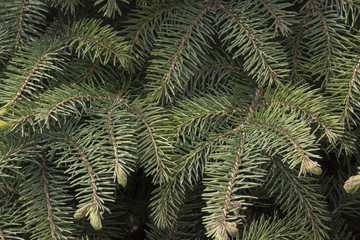Fototapeta na wymiar Green fir branches as a background. Pattern.