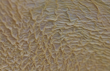 Abstract background of a wrinkled great white or eastern white pelican beak skin.