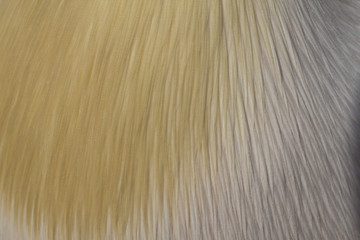 Abstract background of pelican feathers