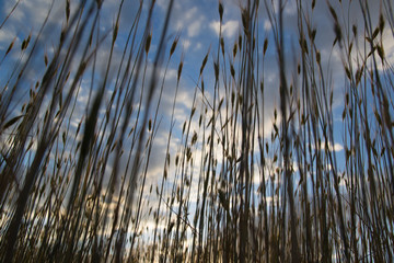 wheat