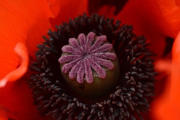 Mohn Stempel
