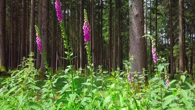 Ritterspron im Wald