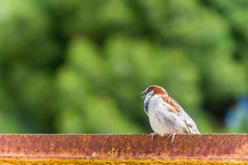 Mallorca, side view of little sparrow with brown head