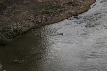 Patos en el Manzanares