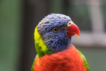 lorikeet close up, head and neck, close up