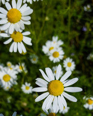 Patch of Chamomile Flowers in Garden