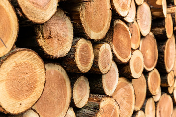 Pile of wood in a forest (selctive focus sideview)