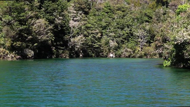 New Zealand Abel Tasman national park inlet forest mangroves trees