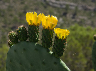 Ripe fruits of prickly pears - Indian fig opuntia (O. ficus-indica)
