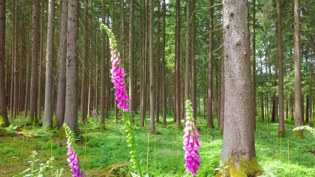 Ritterspron im Wald