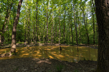 Green oak forest in spring time
