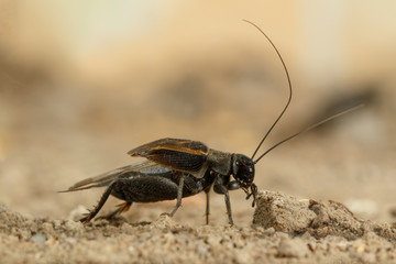 Closeup the male cricket  (Melanogryllus desertus) mating call on a sand in desert at sunny day. 